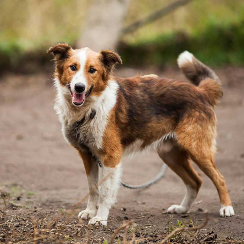 Animal rescue: Shelter dog