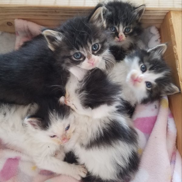 animal rescue