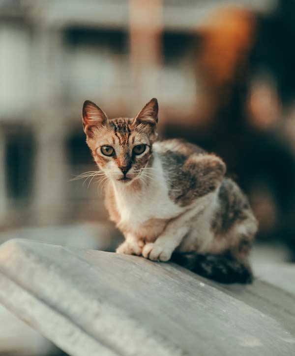 Trap-Neuter-Return